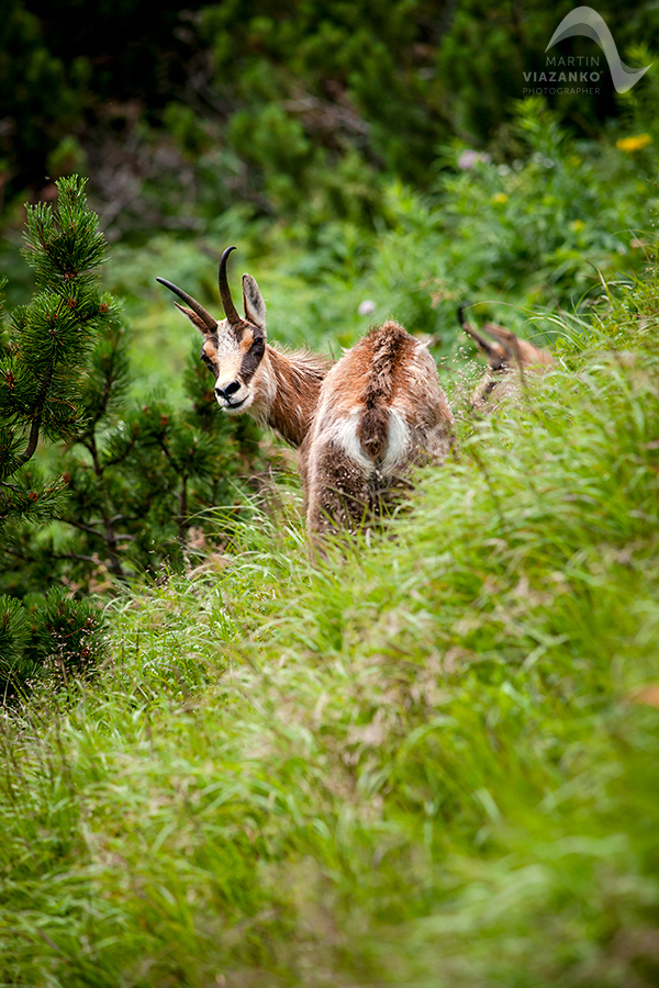 kamzik vrchovský tatranský, rupicapra rupicapra tatrica, chamois, gemse, wildlife, photo, divoká príroda, kamzík alpský, vysoké tatry, foto, high tatras